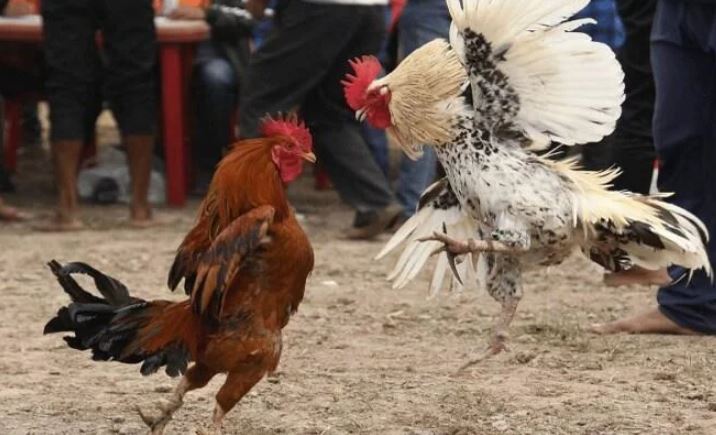 Khả năng chiến đấu của gà dao trên sàn