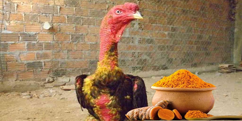 Vào nghệ là kỹ thuật chăm sóc cho gà đòn